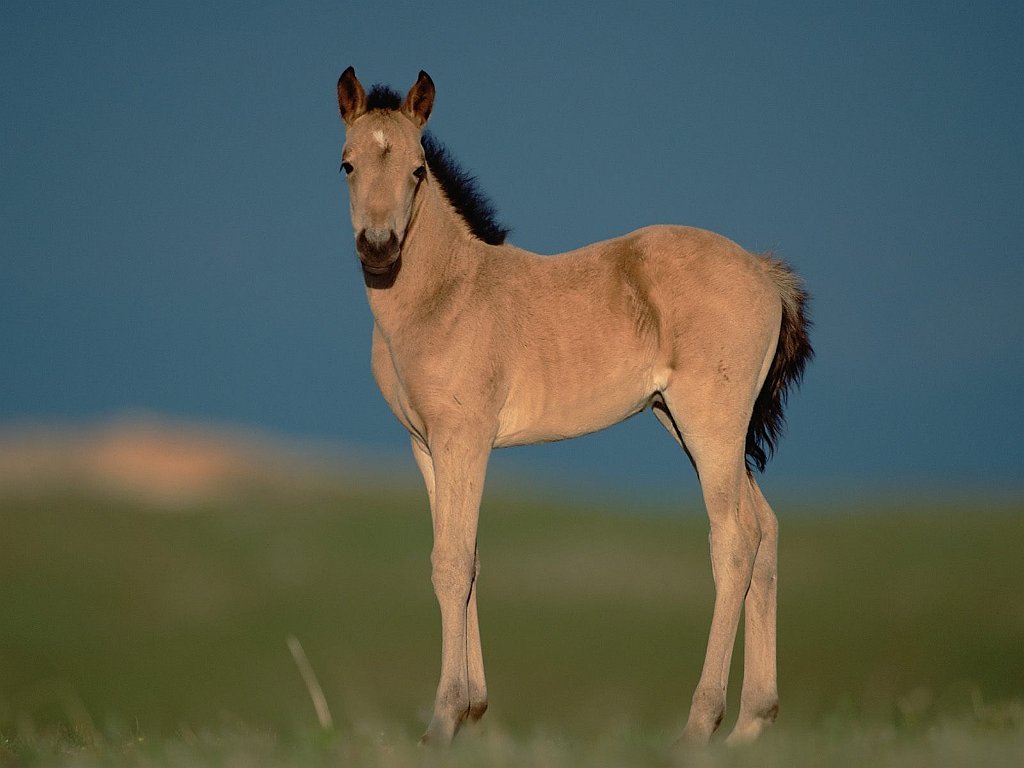 Watchful Foal